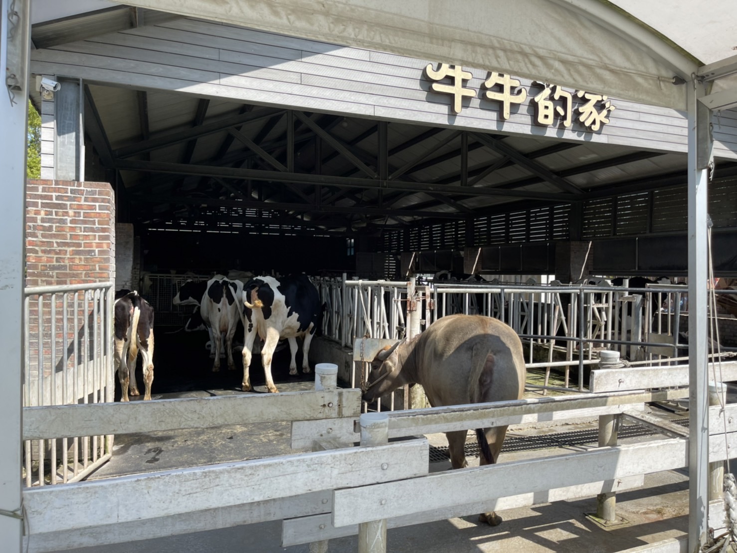 千巧谷牛樂園牧場